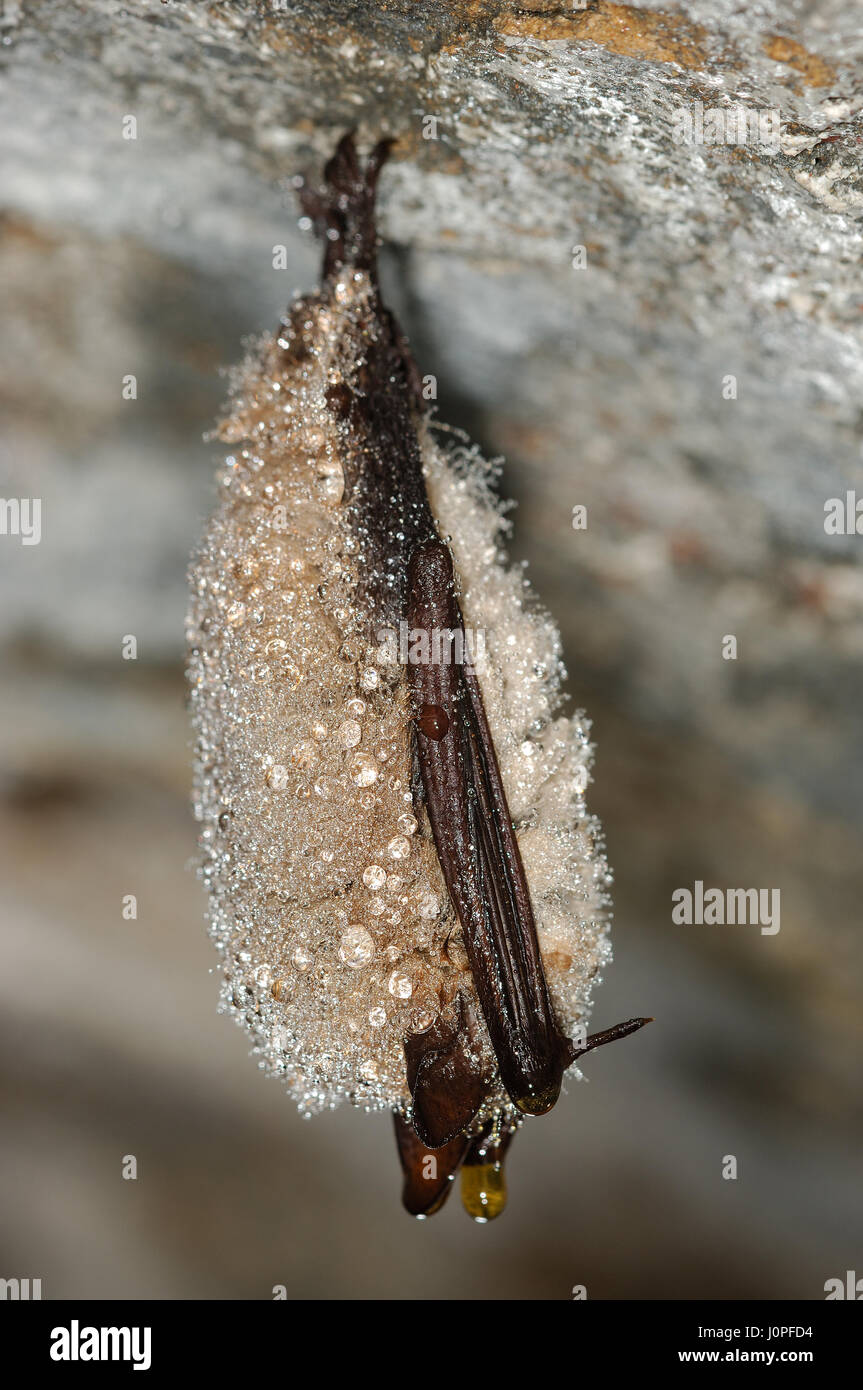 Geoffroy's bat en hibernation avec les gouttes d'eau dans une grotte Banque D'Images