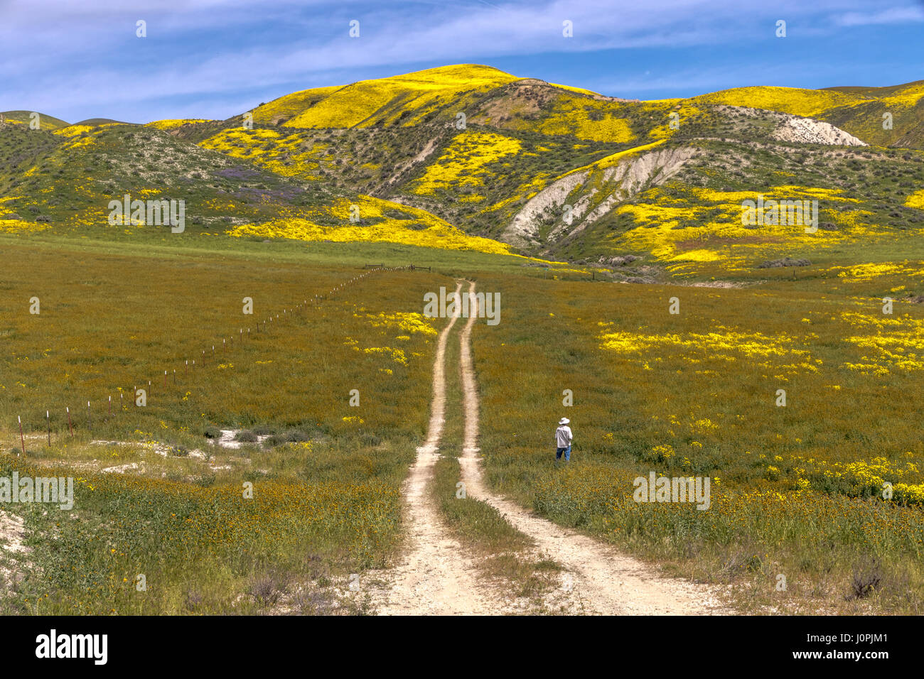 Randonneur Observation de fleurs sauvages dans le Carrizo Plain National Monument (Californie) Banque D'Images
