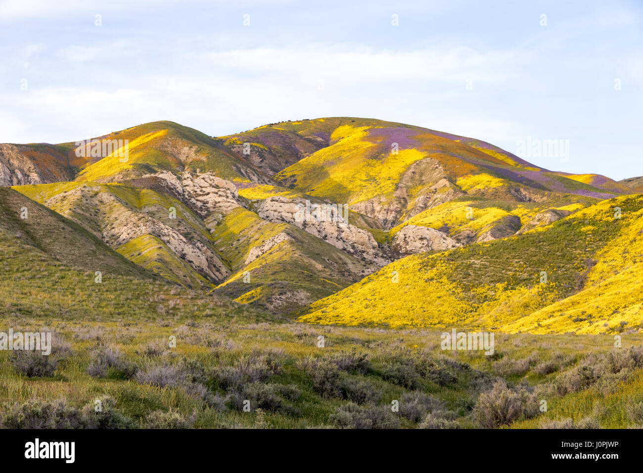 Couverture fleurs sauvages colorées dans la plaine de Carrizo coteaux National Monument Banque D'Images