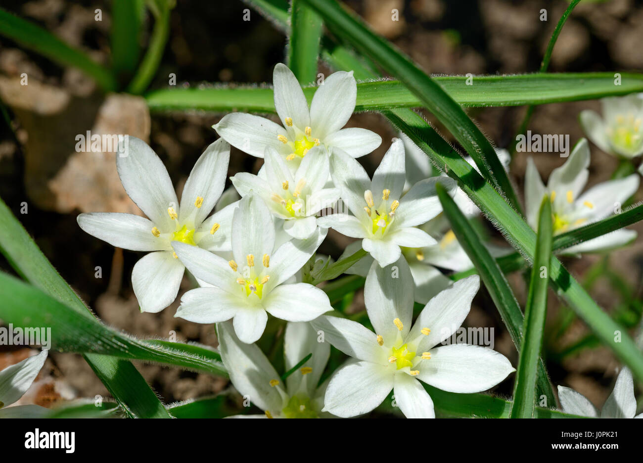 Close-up de nombreuses fleurs blanc brillant d'étoile de Bethléem (Ornithogalum) plante avec des feuilles lancéolées vert sont dans des rayons du soleil de printemps. Banque D'Images