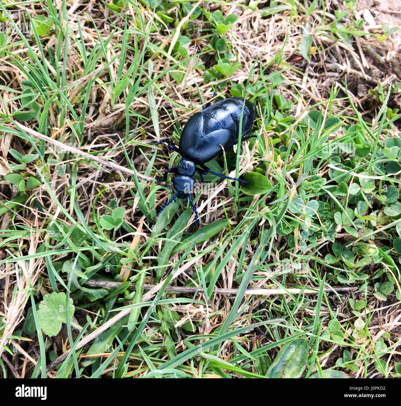 Un scarabée d'huile noire (Meloe proscarabaeus) ramper dans l'herbe de prairie en avril, Hampshire, Royaume-Uni Banque D'Images