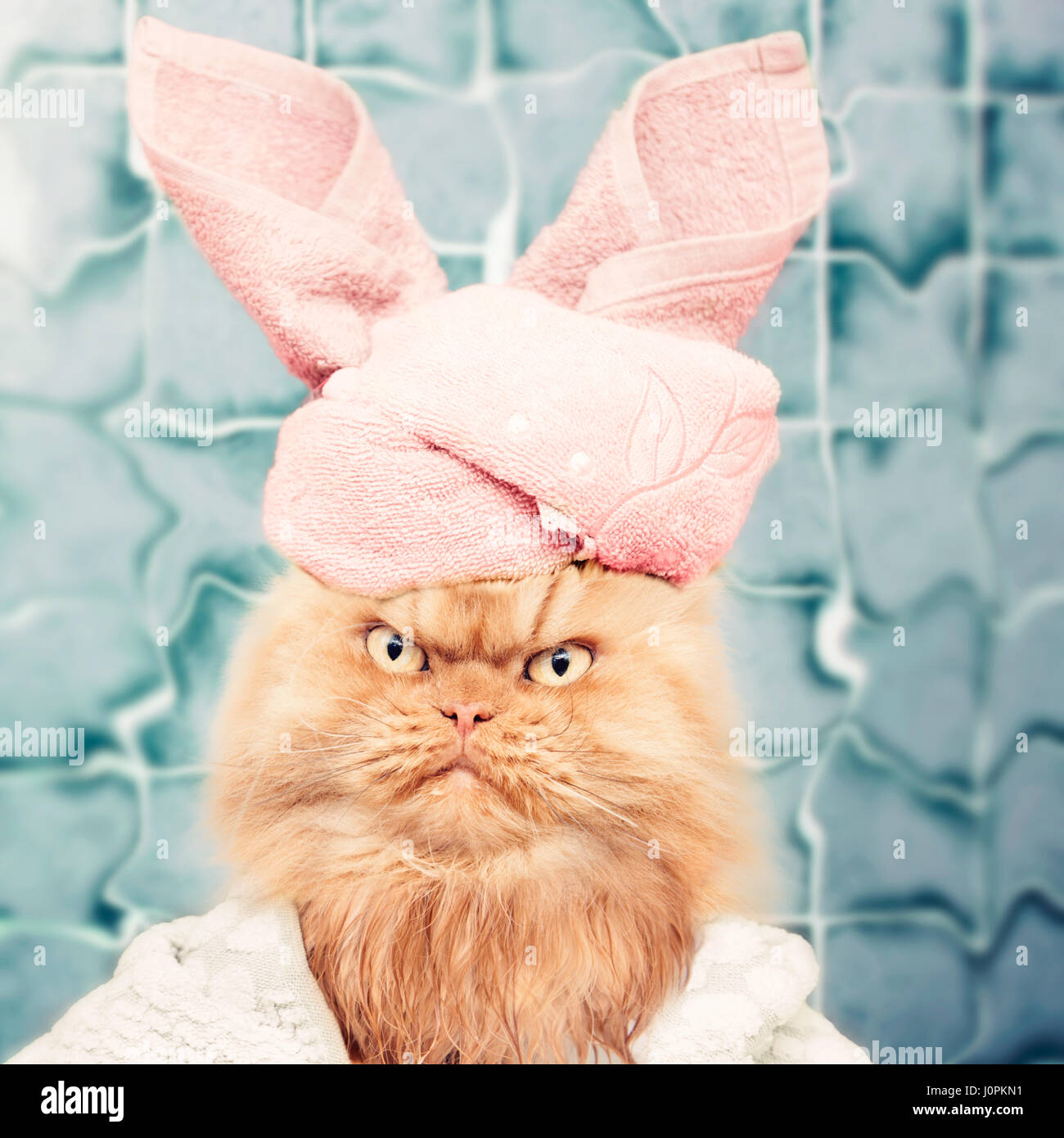 Chat persan après bain Banque D'Images