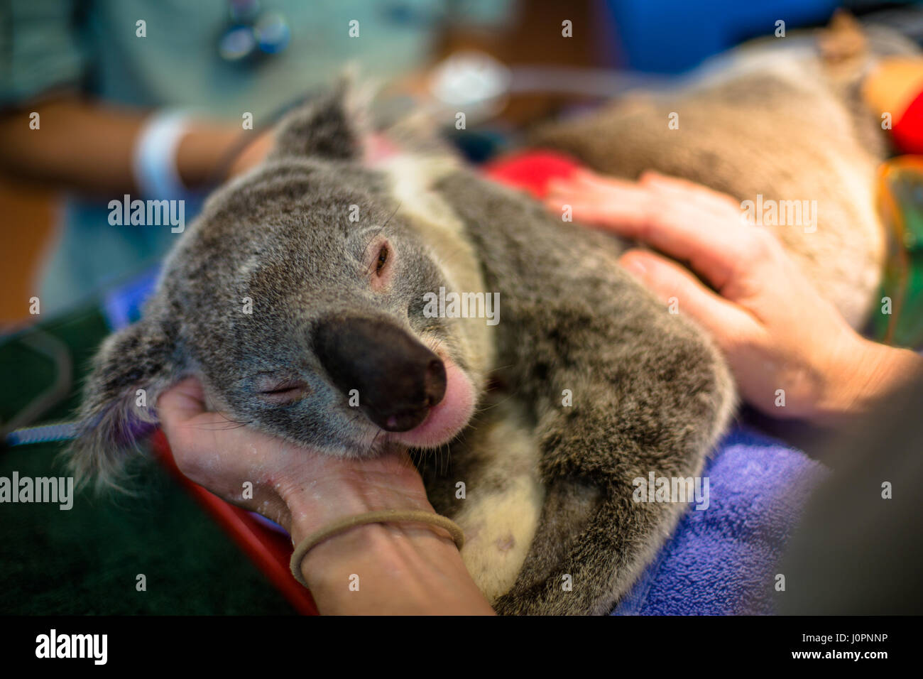 Un koala beat goes sous sédatif est prêt pour la chirurgie dans une clinique vétérinaire de crise, Queensland, Australie Banque D'Images