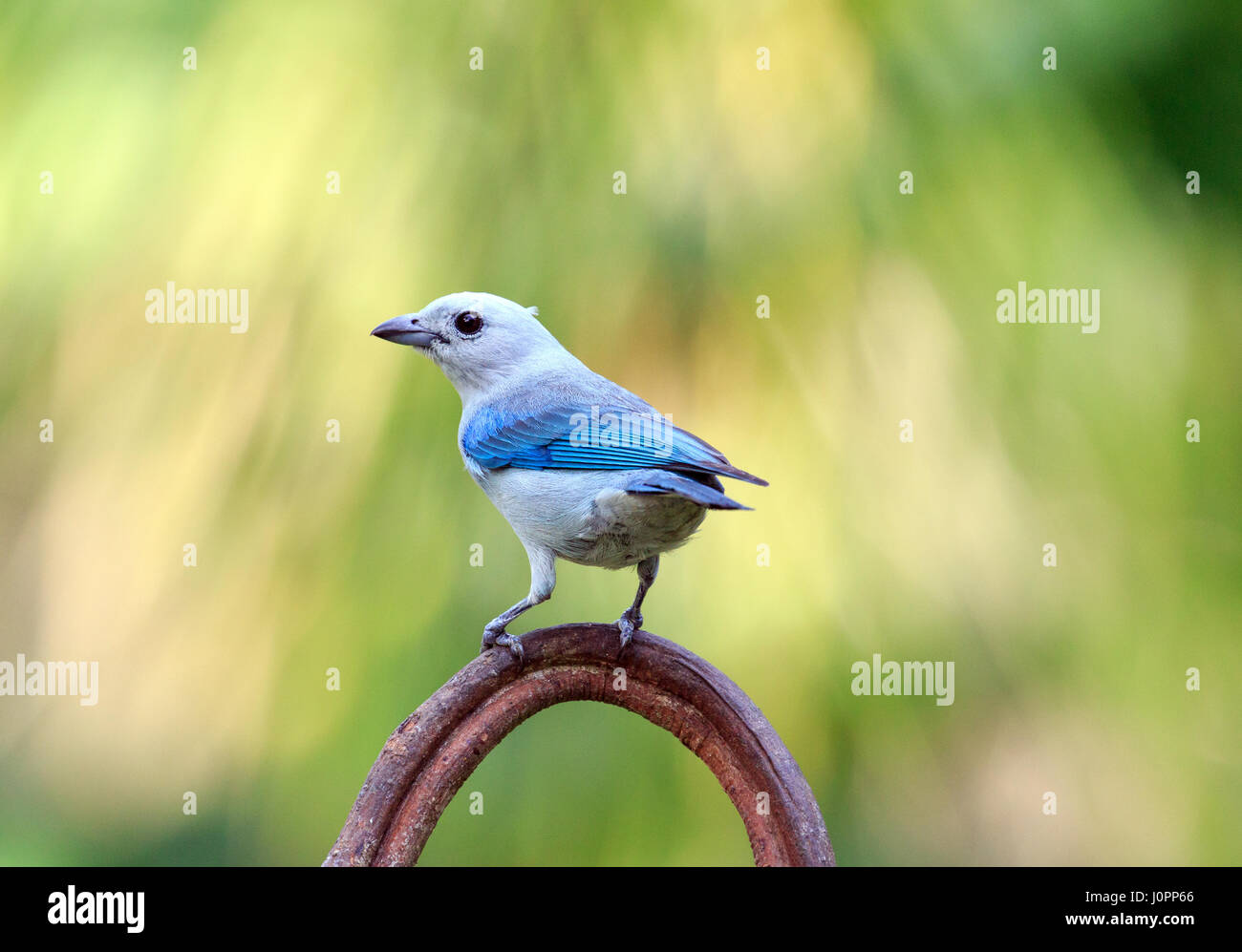 Screech Owls tropicales de Panama Banque D'Images