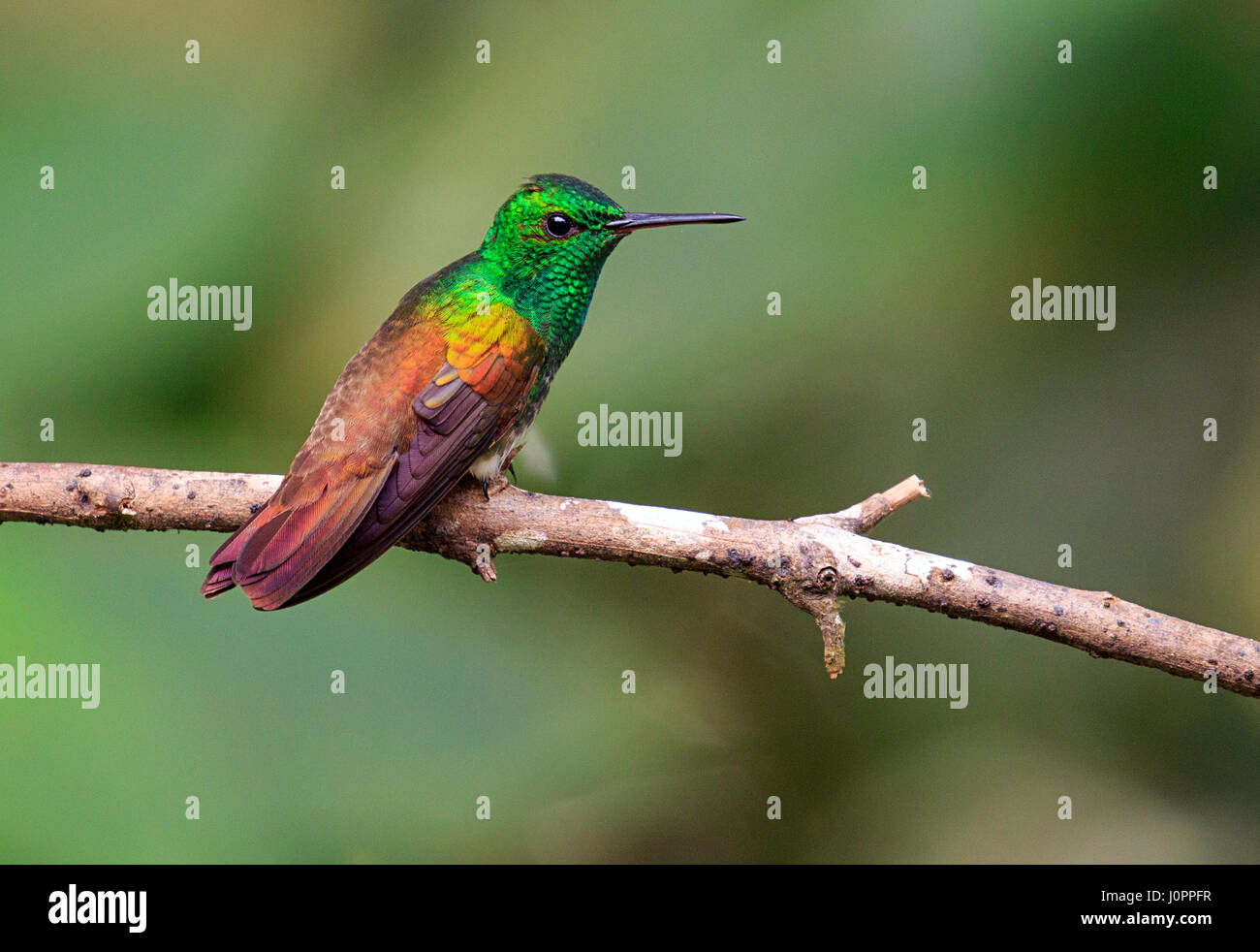 Snowy bellied hummingbird de Panama Banque D'Images