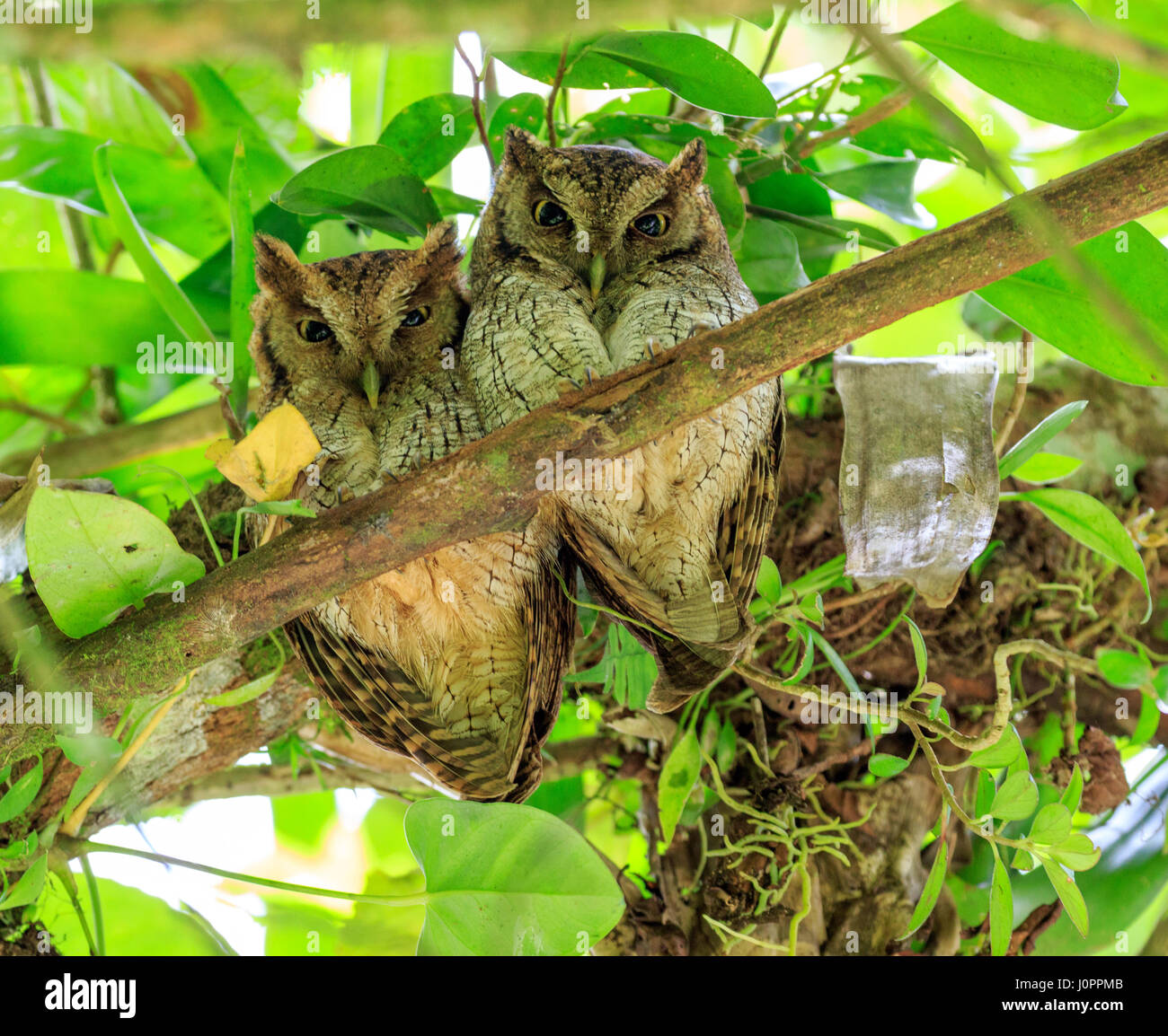 Screech Owls tropicales de Panama Banque D'Images