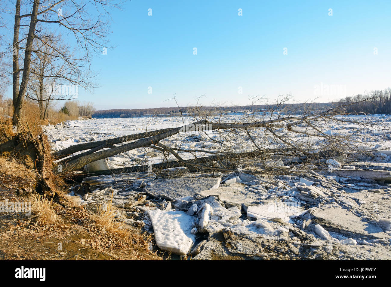 L'embâcle et arbre tombé dans Balakhonovskoe le canal de la rivière Tom près de la ville d'Épinal Banque D'Images