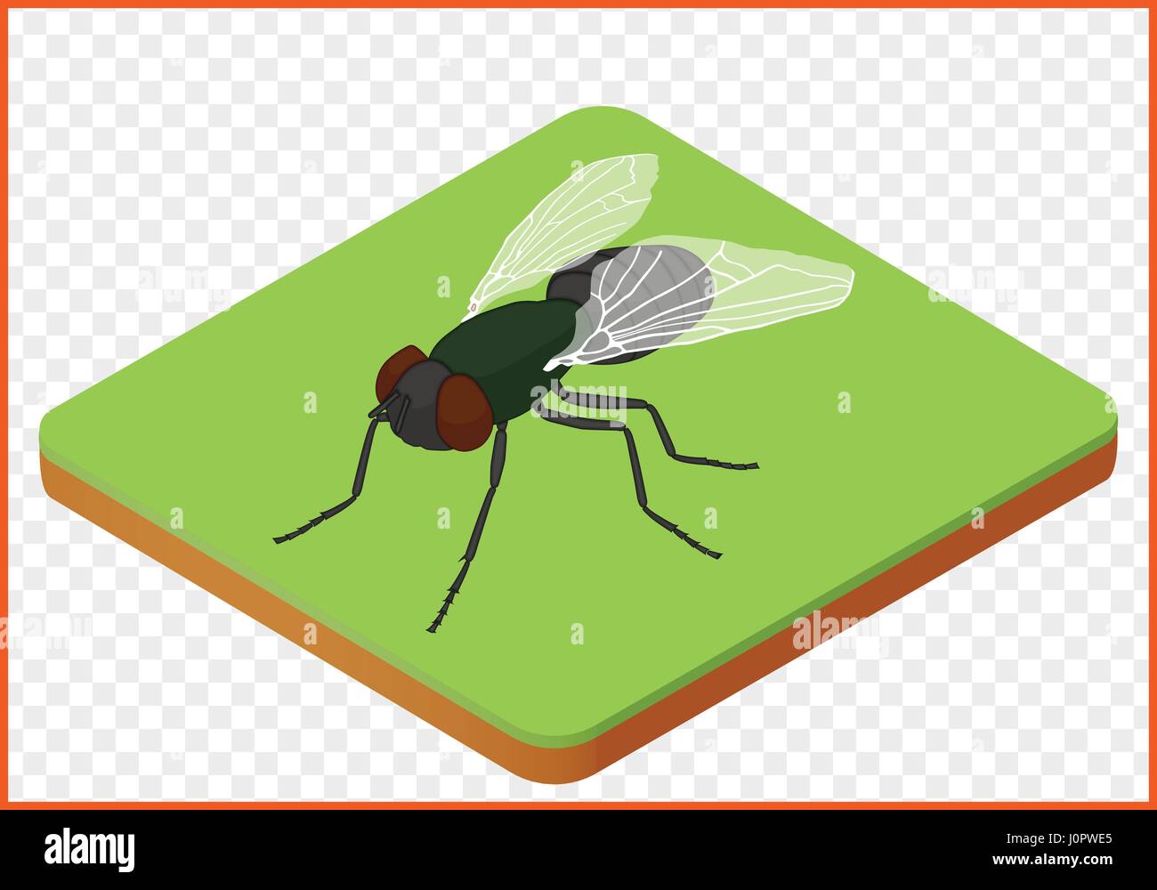 Insectes mouche Musca domestica Illustration de Vecteur