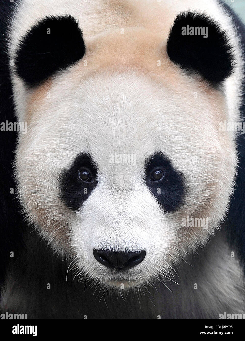Panda géant yang guang représentée dans son enclos au zoo d'Édimbourg, en Écosse. Banque D'Images