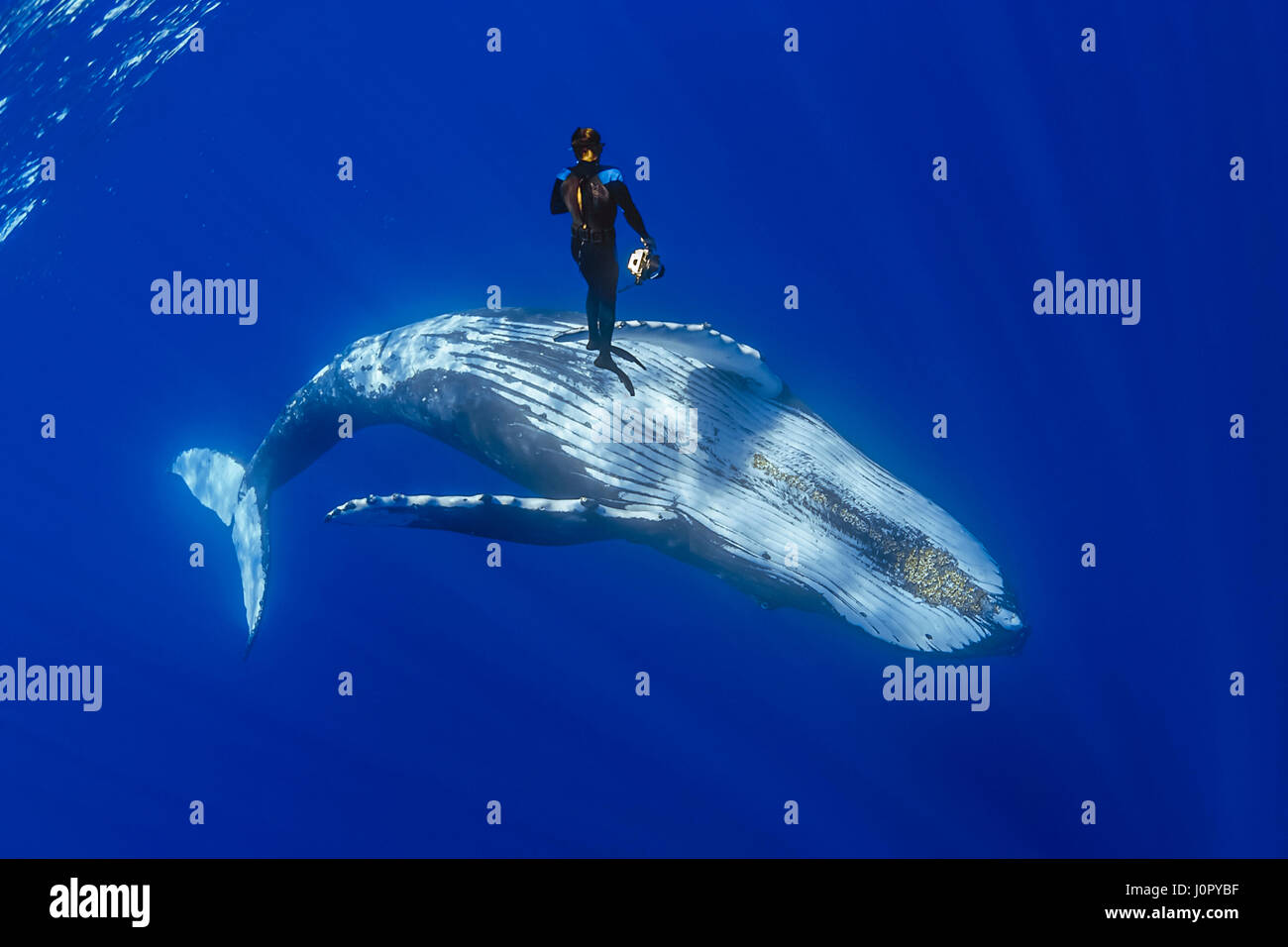 Baleine à bosse et photographe sous-marin, Megaptera novaeangliae, Hawaii, USA Banque D'Images