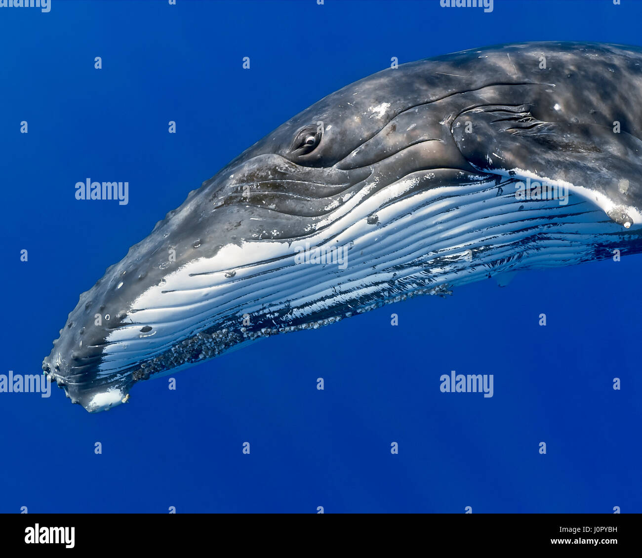 Rorqual à bosse, Megaptera novaeangliae, Hawaii, USA Banque D'Images