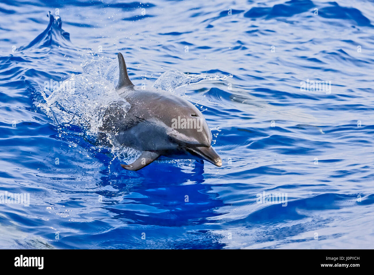 Dauphin tacheté Pantropical, Stenella attenuata, Hawaii, USA Banque D'Images