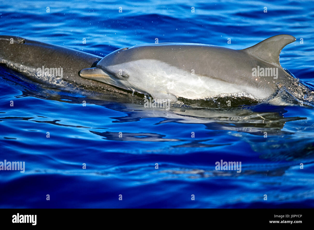Dauphin veau Banque de photographies et d’images à haute résolution Alamy