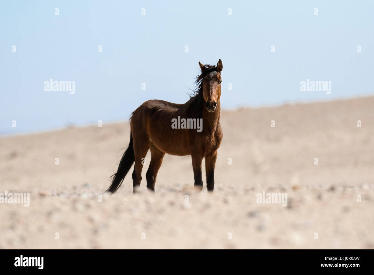 Désert de Namibie Wild horse Banque D'Images