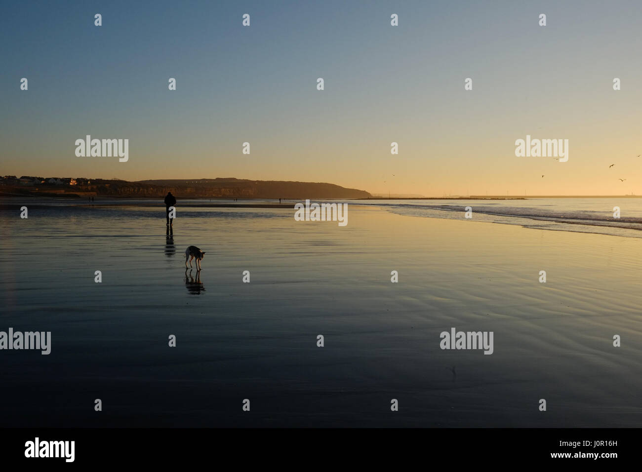 Homme marchant avec son chien juste après le coucher du soleil sur Wimereux bech dans le Nord de la France Banque D'Images