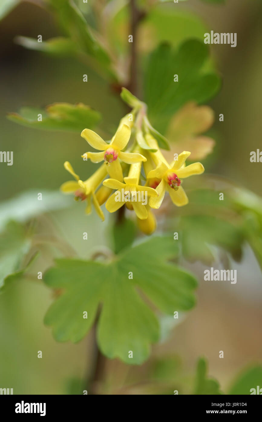 Ribes odoratum Banque D'Images