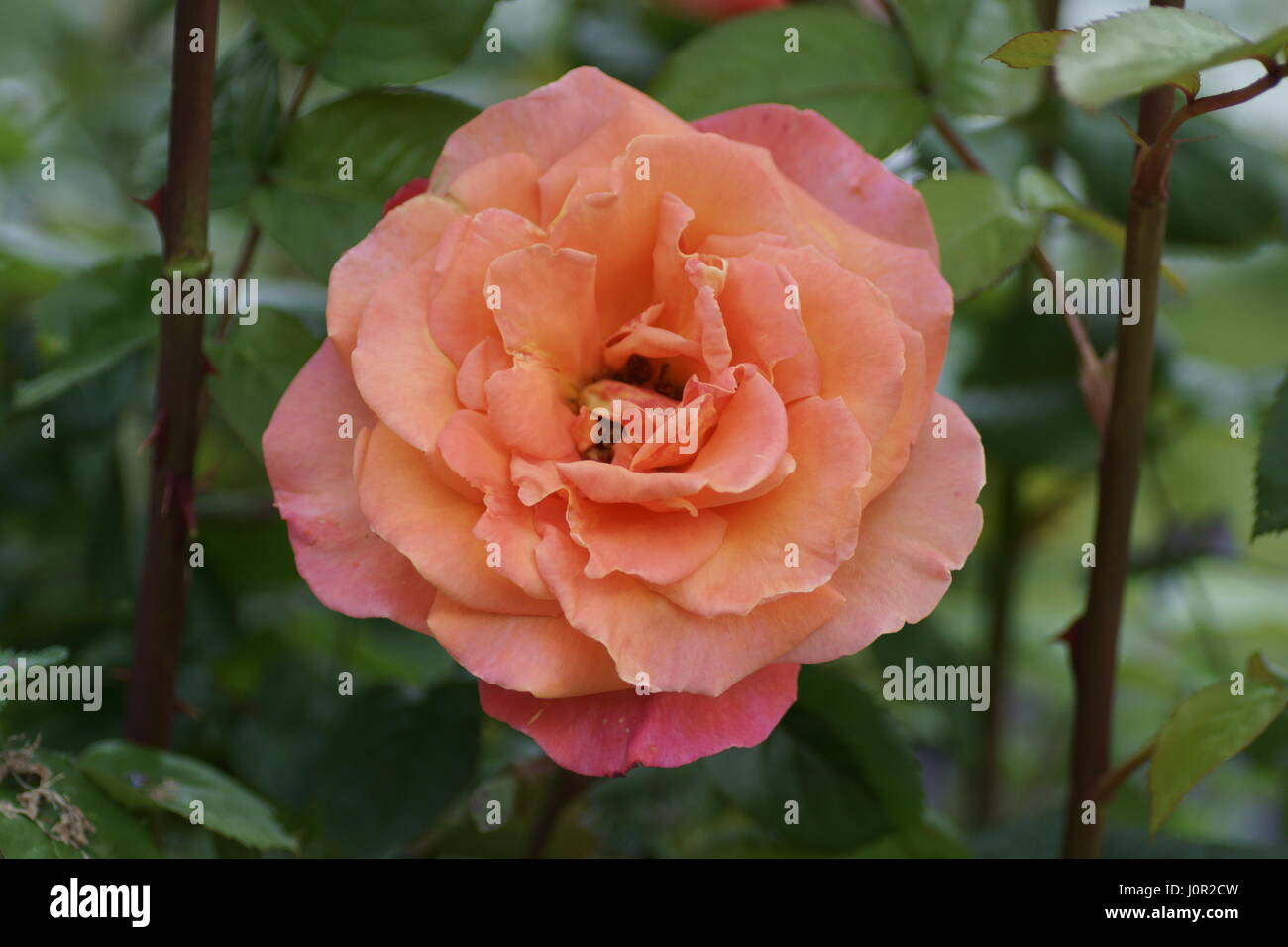 Rosa « Troïka » Banque D'Images