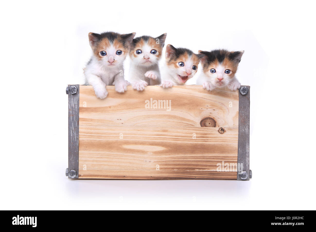 Fort de 3 adorable bébé de la semaine chatons en attente d'être adopté Banque D'Images