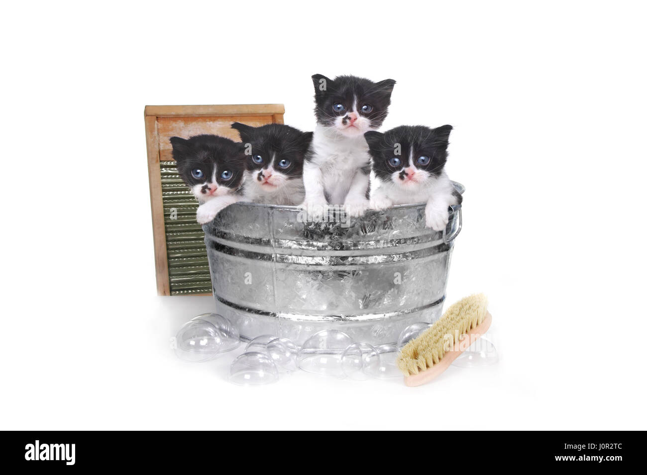 Adorable chatons prendre un bain dans une bassine avec un pinceau et des bulles Banque D'Images