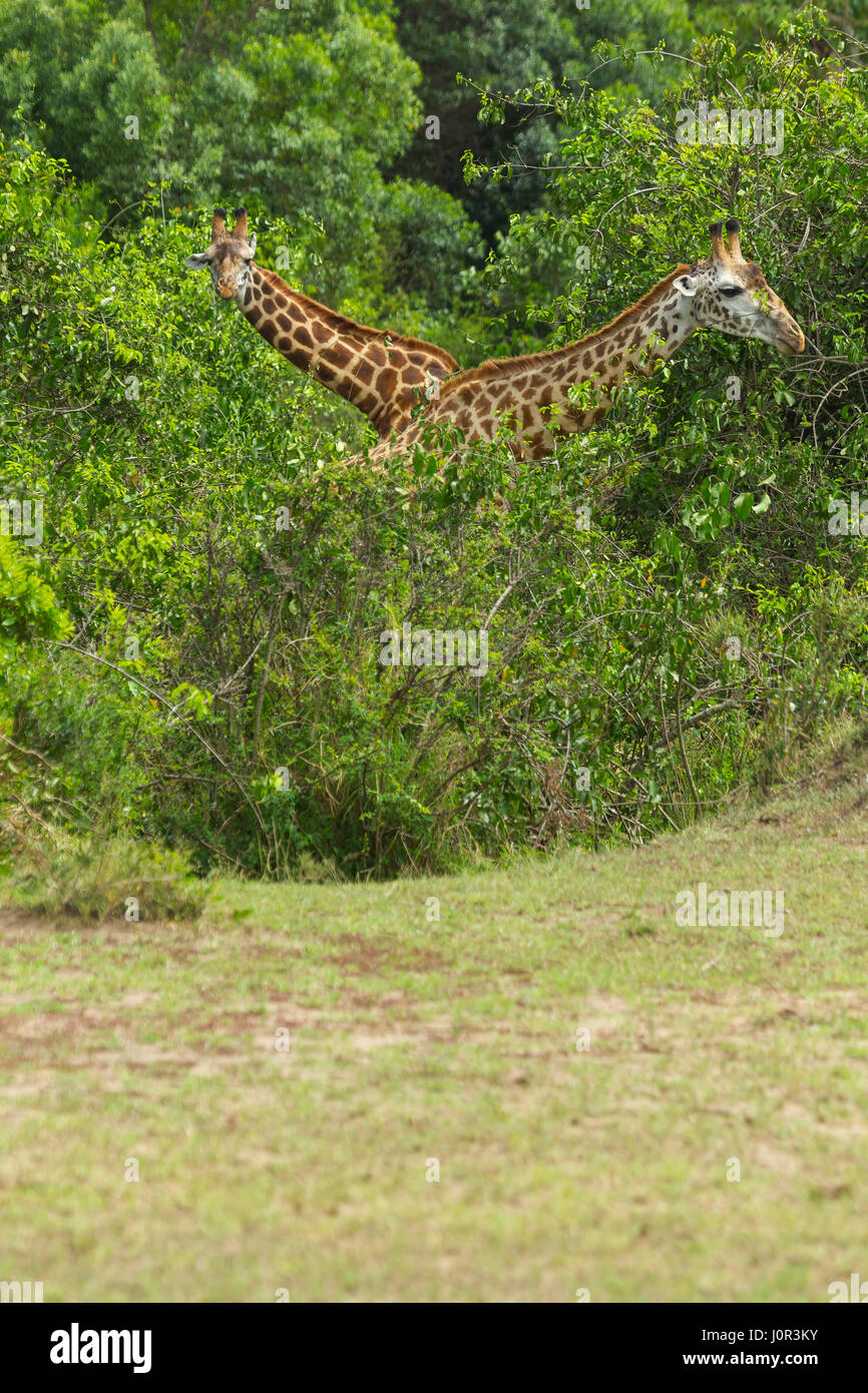 Les Masais Girafe (Giraffa camelopardalis tippelskirchi) alimentation girafe deux parmi les arbres, Masai Mara National Reserve, Kenya Banque D'Images