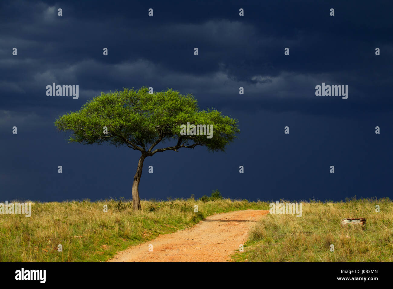 Arbre sur le Masai Mara avec les nuages de tempête, Masai Mara National Reserve, Kenya Banque D'Images