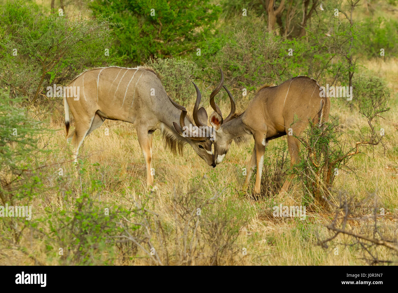 Koudou (Tragelaphus imberbis) Deux hommes sparring, Samburu National Reserve, Kenya Banque D'Images