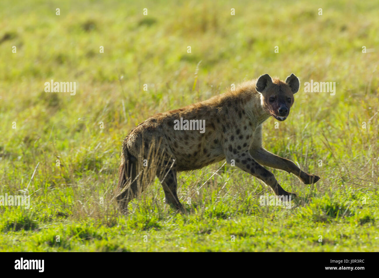 L'Hyène tachetée (Crocuta crocuta) à travers la savane, Masai Mara National Reserve, Kenya Banque D'Images