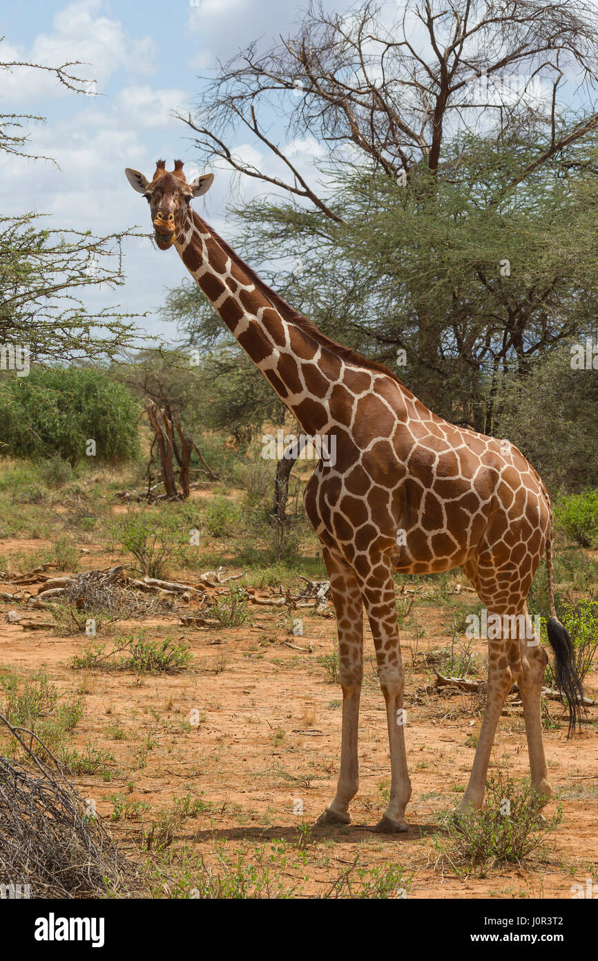 Giraffe réticulée (Giraffa camelopardalis reticulata) en alerte, la réserve nationale de Samburu, Kenya Banque D'Images