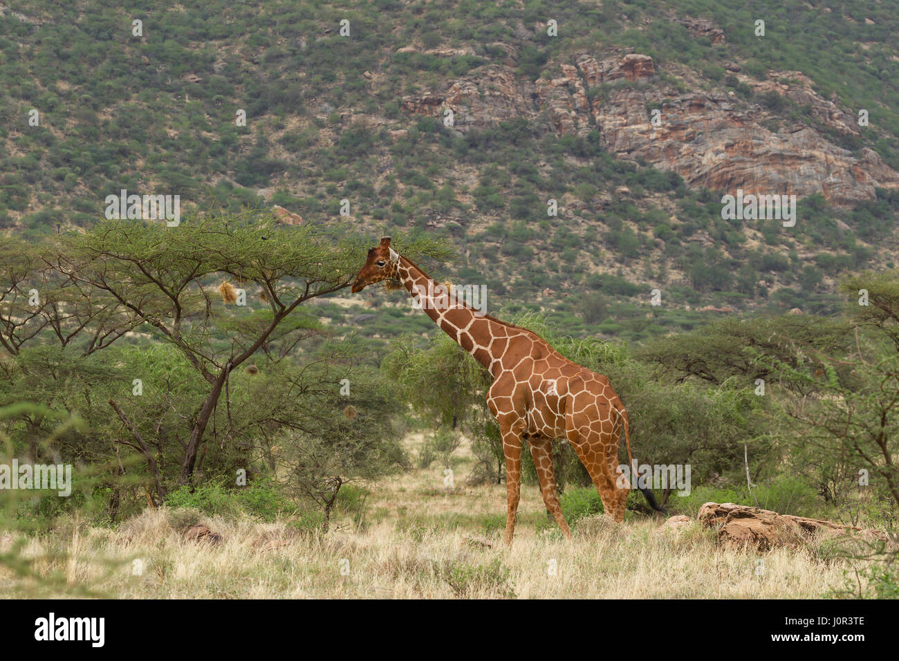 Giraffe réticulée (Giraffa camelopardalis reticulata), Samburu National Reserve, Kenya Banque D'Images