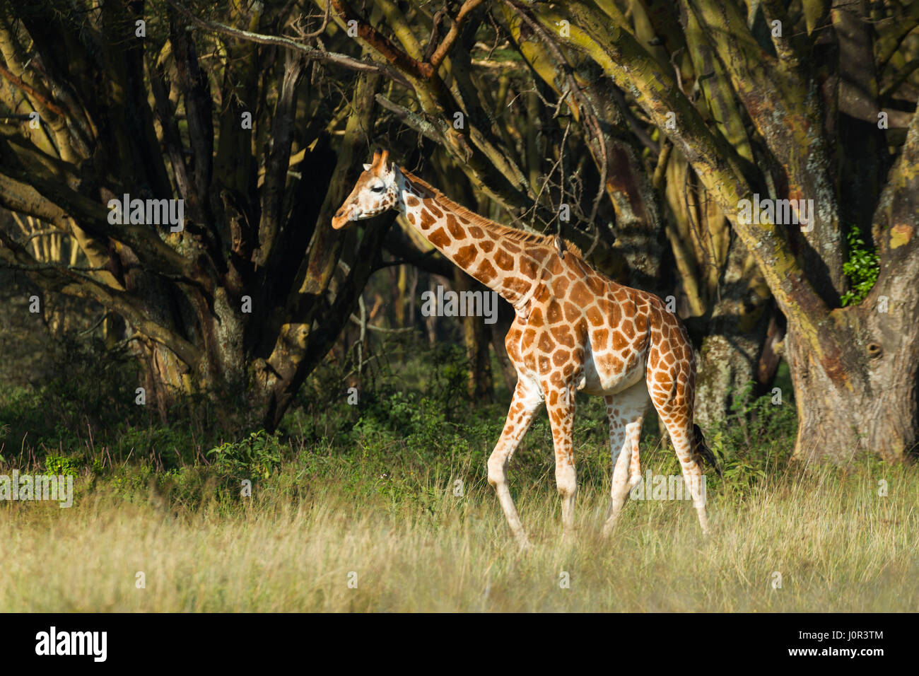 Rothschild Girafe (Giraffa camelopardalis) rothschilidi à pied à travers la savane, Parc national du lac Nakuru, Kenya Banque D'Images