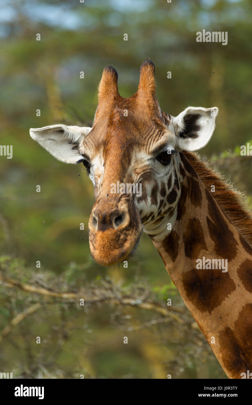 Rothschild Girafe (Giraffa camelopardalis) rothschilidi portrait, Parc national du lac Nakuru, Kenya Banque D'Images