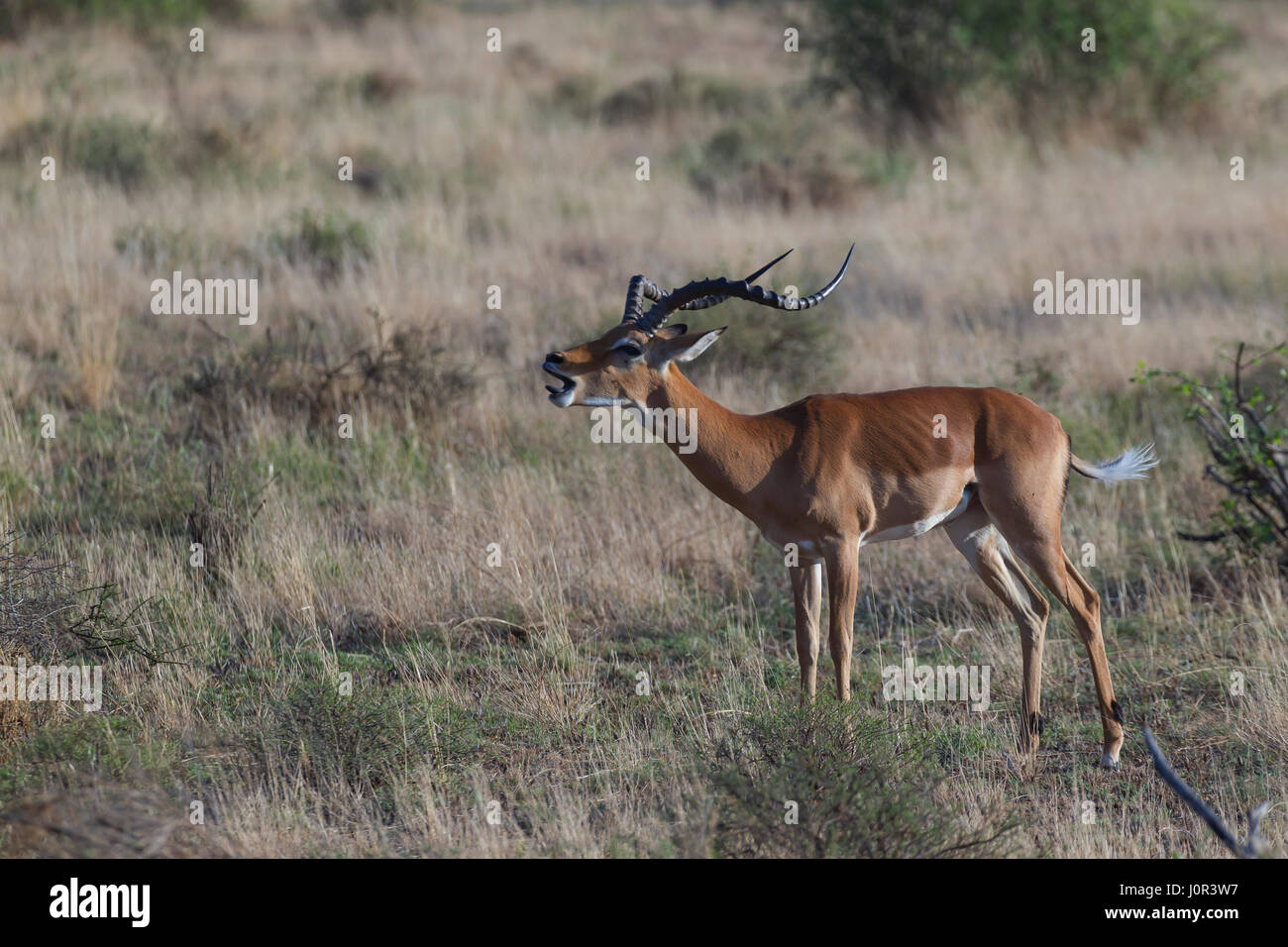 Impala (Aepyceros melampus) mâles émettant un avertissement, la réserve nationale de Samburu, Kenya Banque D'Images