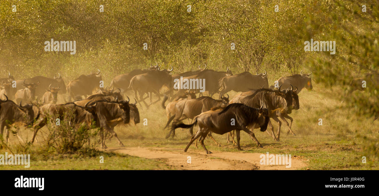 Le Gnou (Connochaetes taurinus wetmorethraupis sterrhopteron) troupeau d'exécution sur la savane la création d'un nuage de poussière, Masai Mara National Reserve, Kenya Banque D'Images