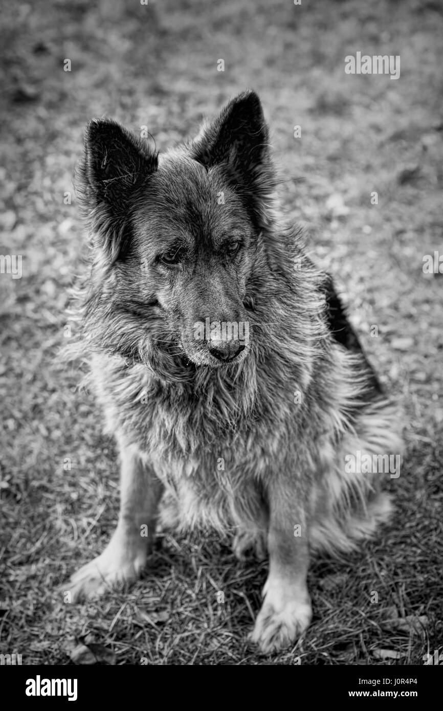 Portrait de chien de berger allemand Banque D'Images