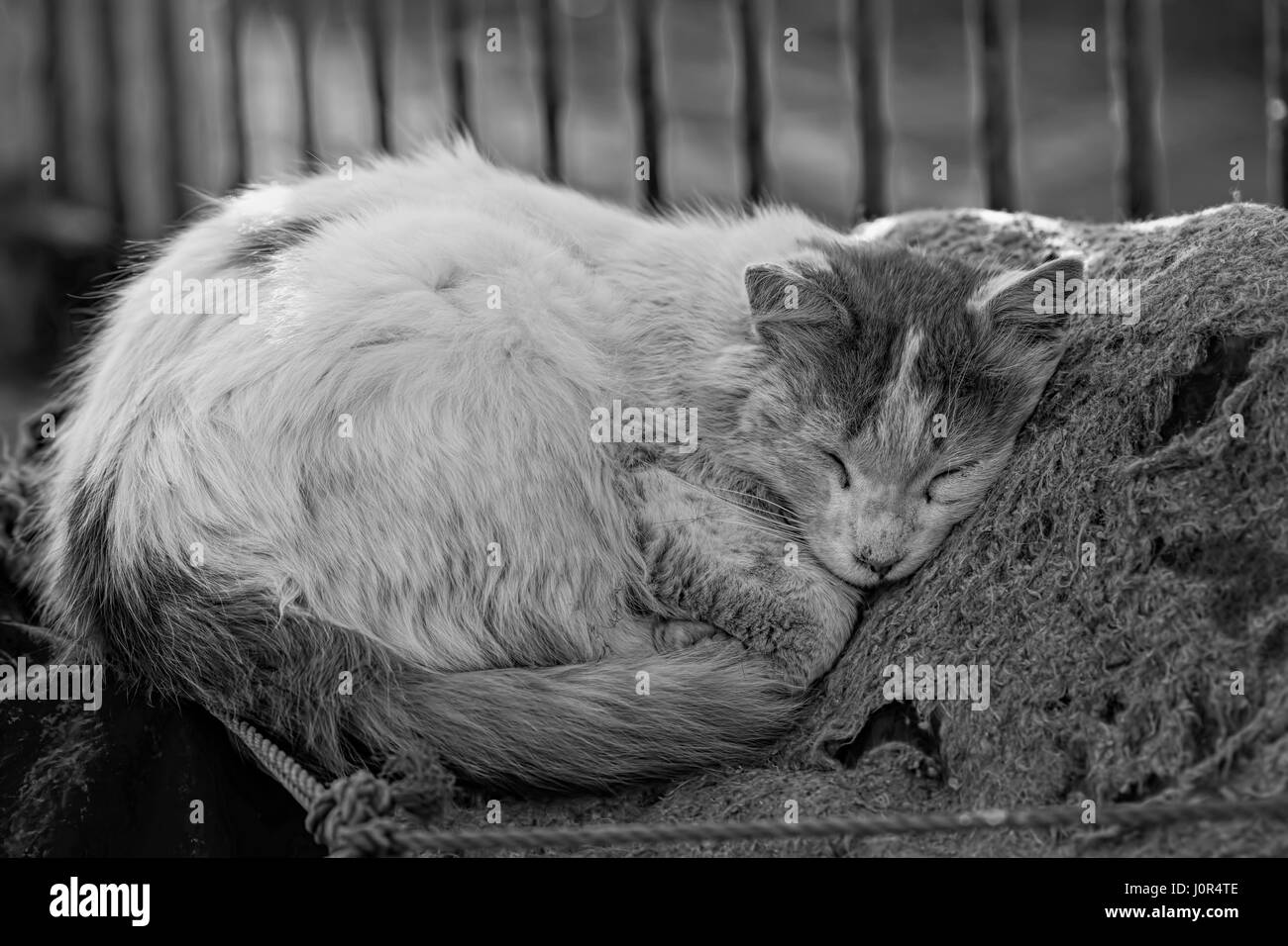Chat dormant dans port de pêche Banque D'Images