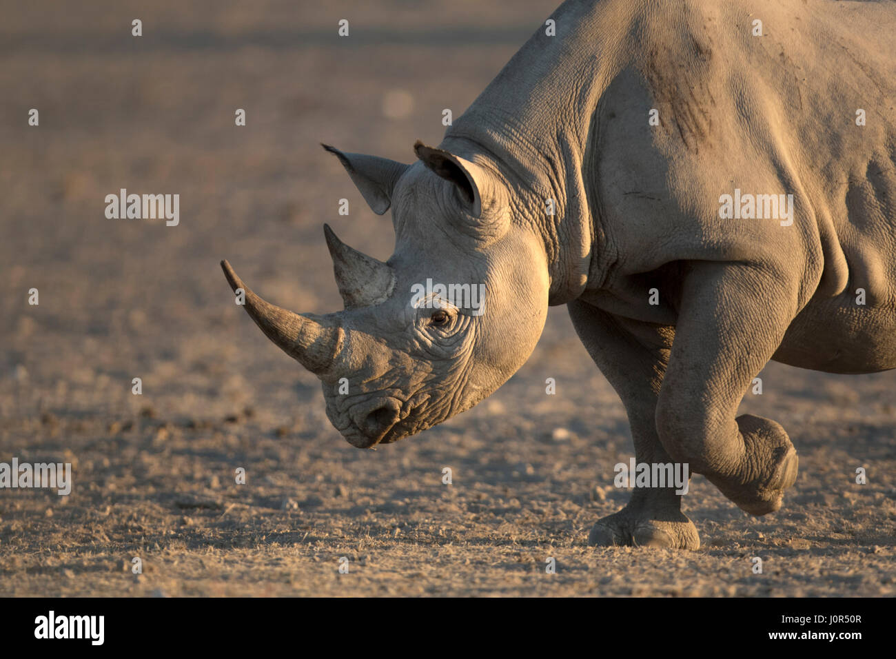 Les rhinocéros noirs autour d'un trou d'eau. Banque D'Images