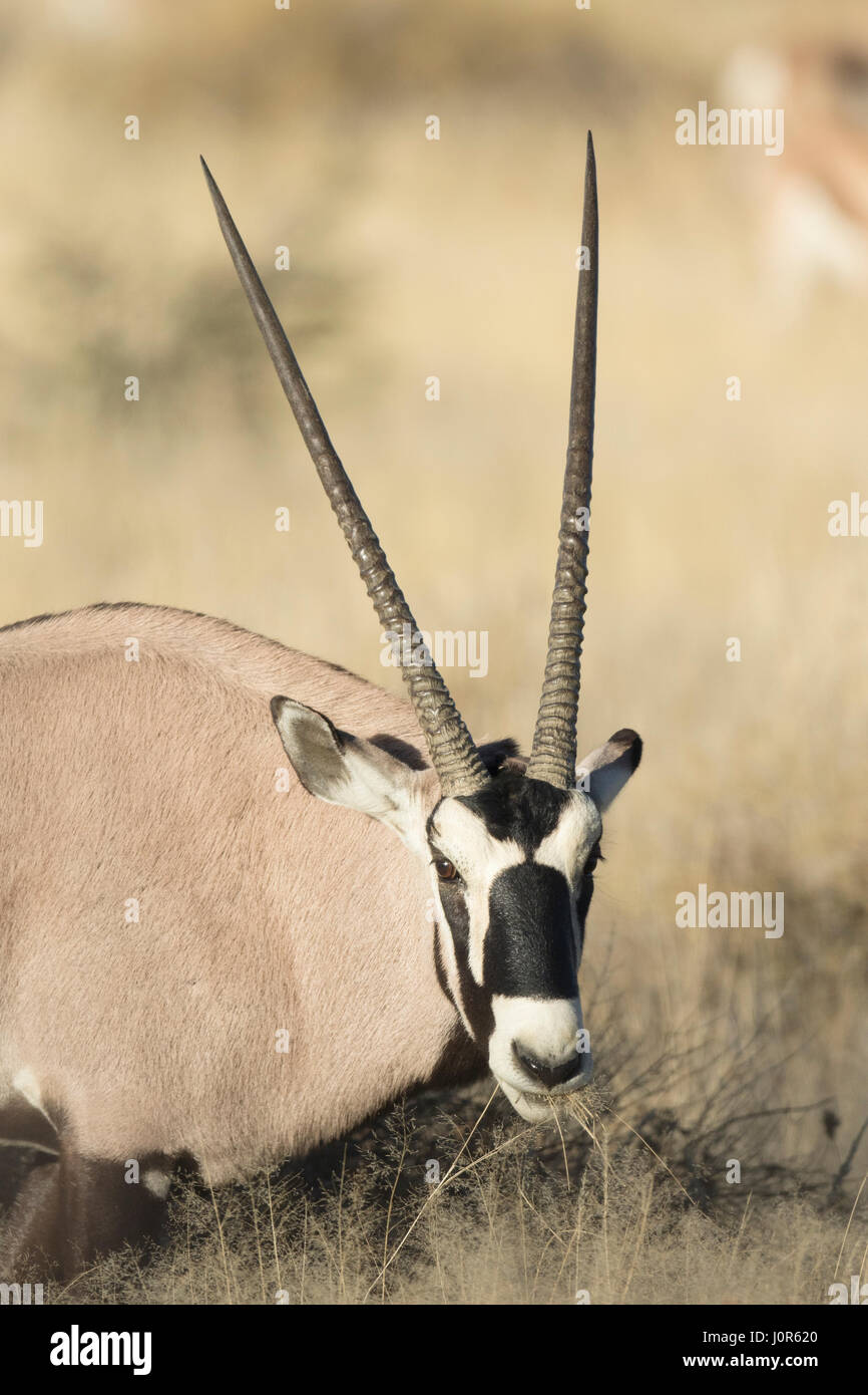 Oryx dans Etosha National Park, Namibie Banque D'Images