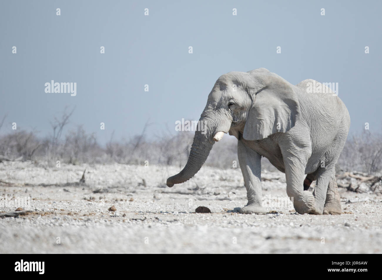Grand mâle Eléphant en Namibie. Banque D'Images