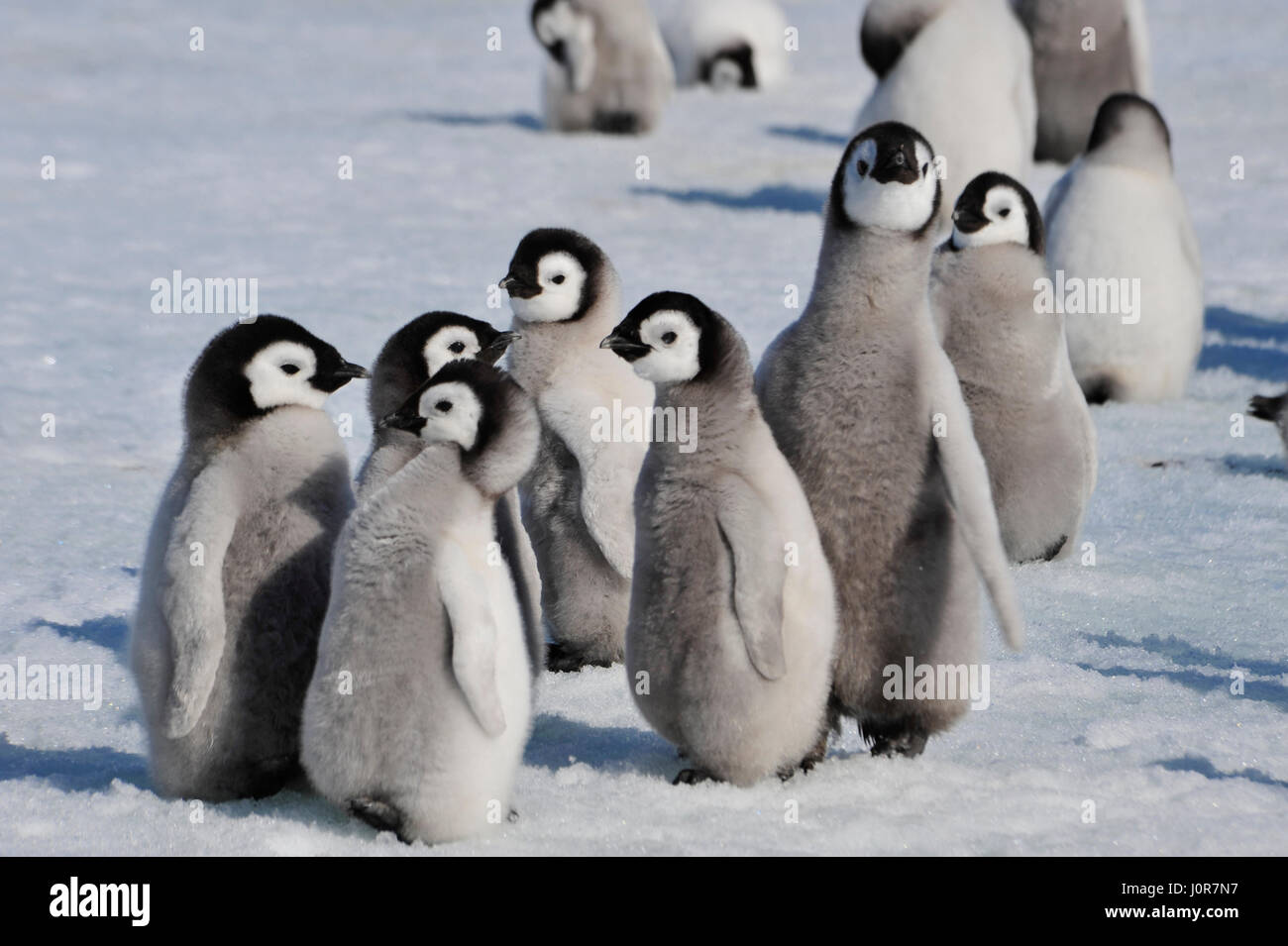 Poussins de manchot empereur en Antarctique Banque D'Images