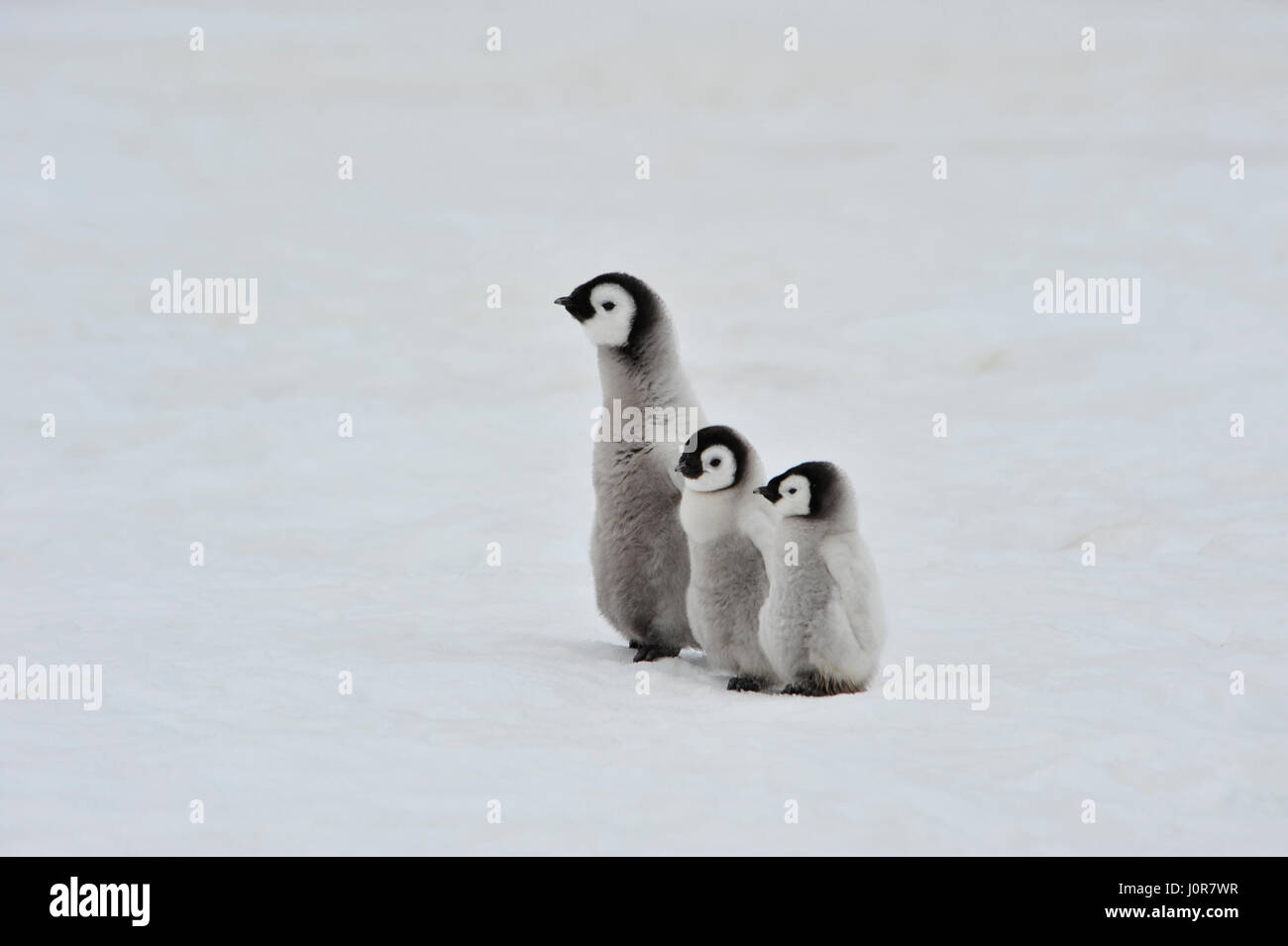 Poussins de manchot empereur en Antarctique Banque D'Images