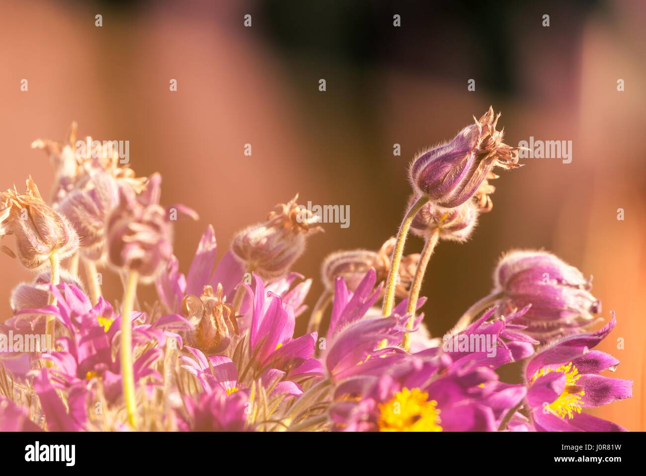 Photo horizontale avec bouquet de fleurs pourpre pasque. Fleurs violettes avec centre jaune sont à côté de quelques bourgeons qui sont encore fermées et couvertes par soft Banque D'Images
