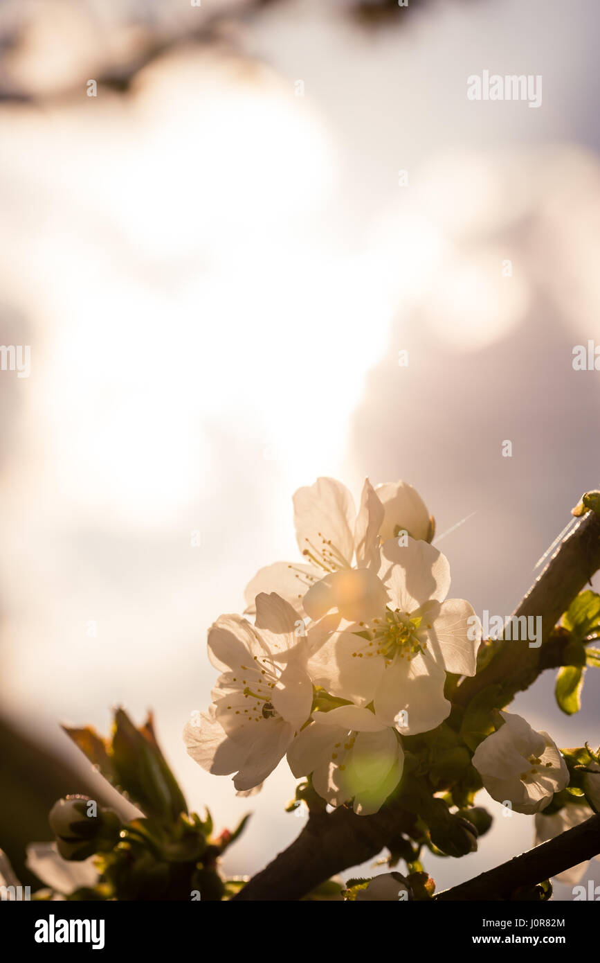 Pistils Jaunes Photos Pistils Jaunes Images Alamy