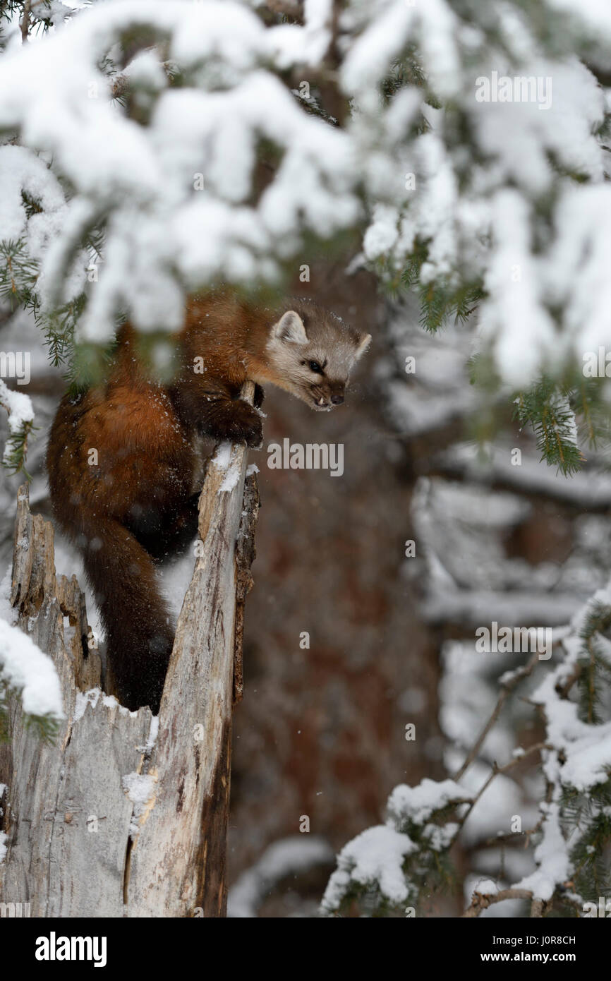 La martre des pins / Baummarder ( Martes americana ), adulte, grimper sur un vieux arbre dans la neige profonde, Yellowstone NP, USA. Banque D'Images