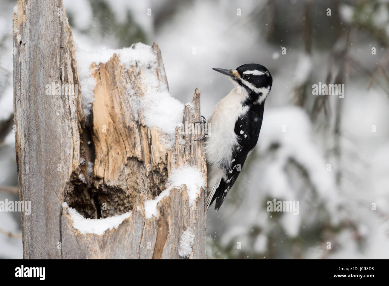 Pic chevelu Picoides villosus / Haarspecht ( ), les femmes adultes en hiver, perché sur une route enneigée arbre mort, Yellowstone NP, USA. Banque D'Images