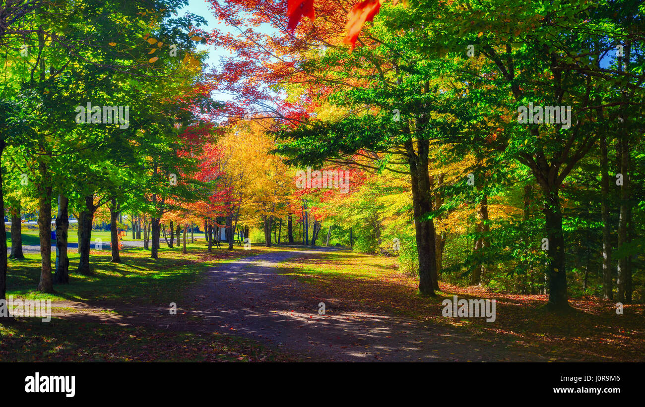 Automne Feuillage brillant dans les régions rurales de la Nouvelle-Écosse, Canada. Banque D'Images