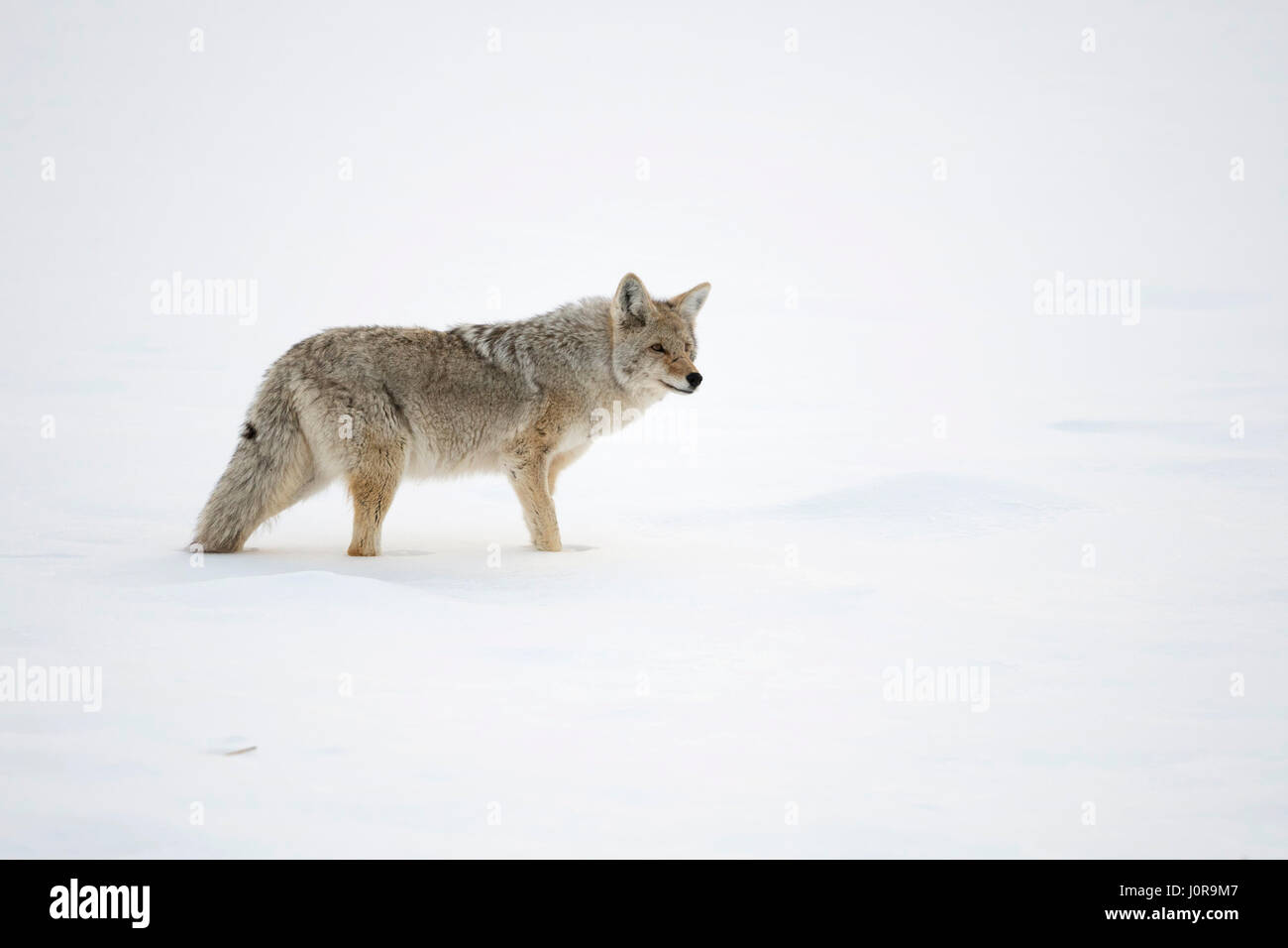 Coyote / Kojote ( Canis latrans ), des profils en hiver, debout dans la neige, regardant autour de haute attentivement, Yellowstone NP, USA. Banque D'Images