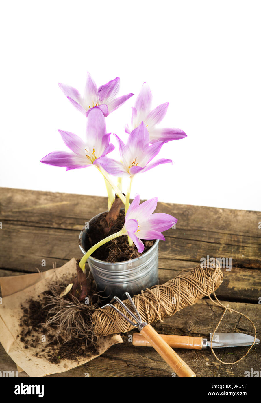 Outils de jardinage idée dans un pot de fleurs de mauve Banque D'Images