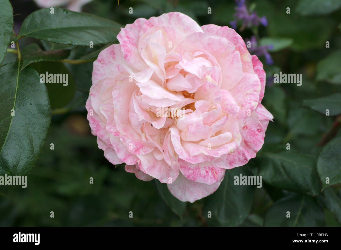 Rosa 'Anglais Miss' Banque D'Images