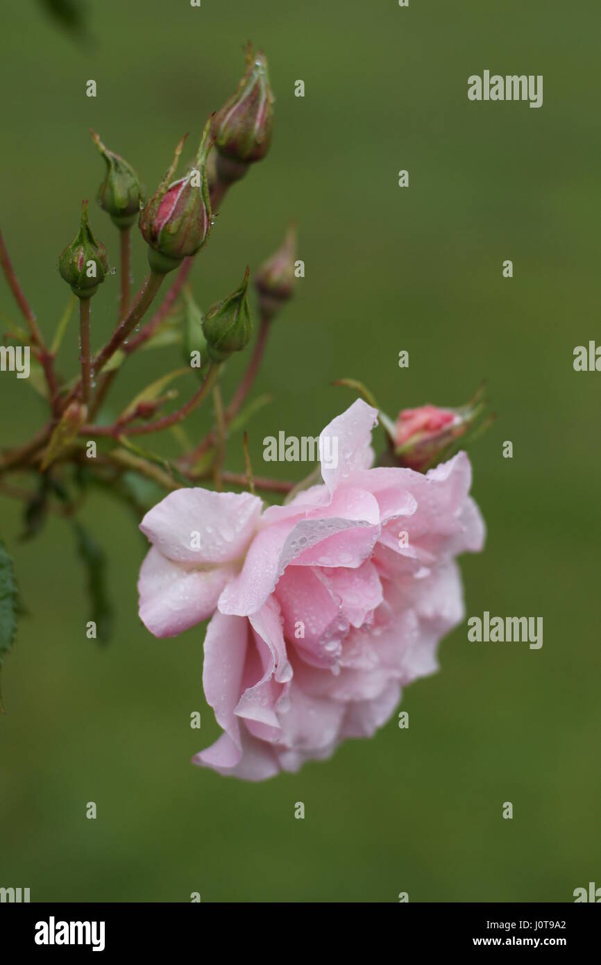 Rosa 'heureuse retraite' Banque D'Images