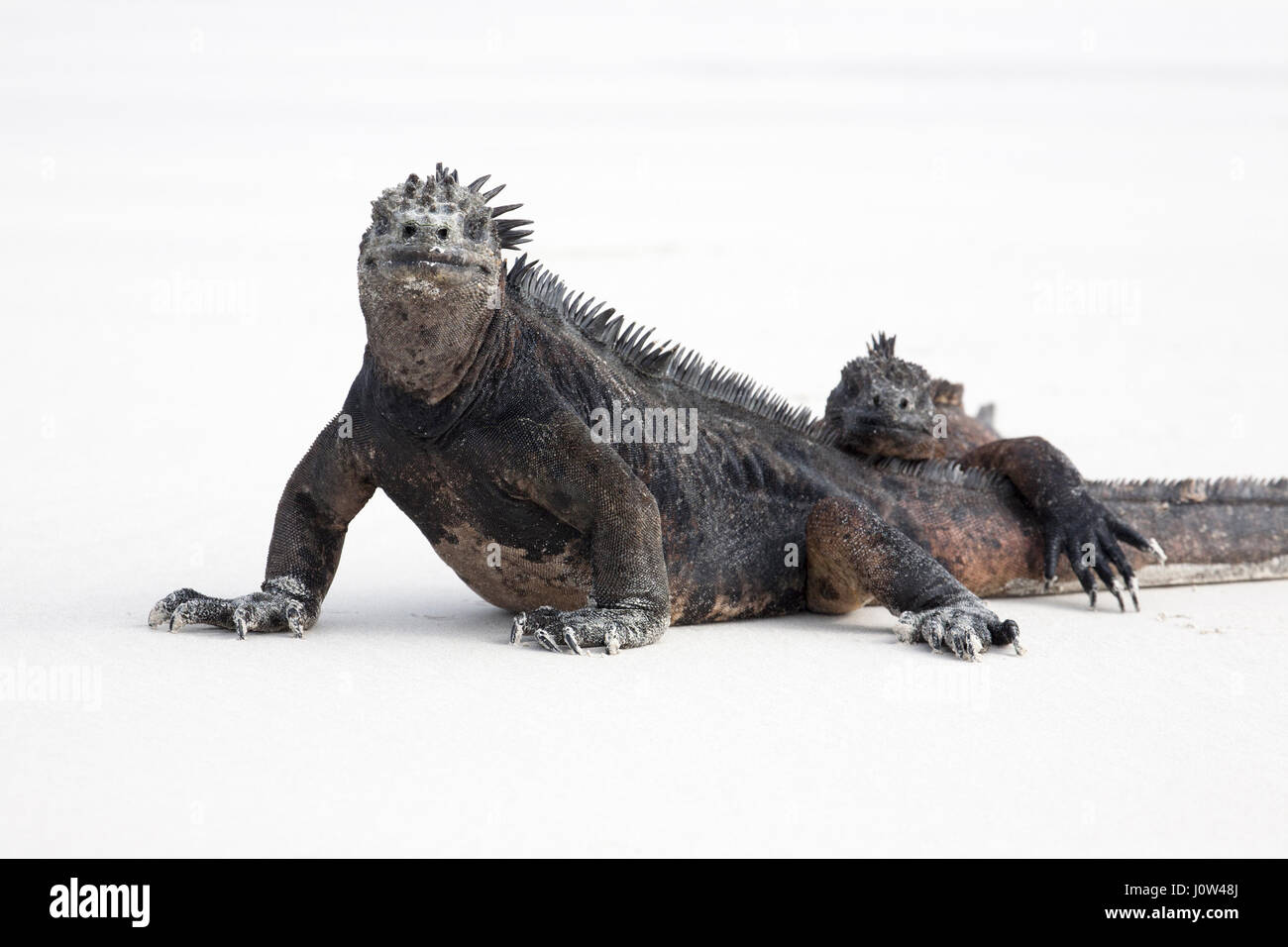 Deux iguanes marins (Amblyrhynchus cristatus) Bain de soleil sur la plage ensemble pour conserver la chaleur du corps Banque D'Images